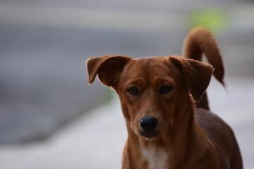 portrait of a dog
