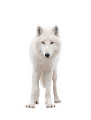 Polar white wolf isolated on white background..