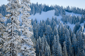 Mount Rainier National Park