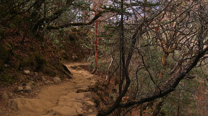 Rocky footpath leading through a forest on challenging Everest Base Camp Trek with bare trees (e.g. rhododendron) near village Tengboche, Sagarmatha National Park, Himalayas, Nepal.