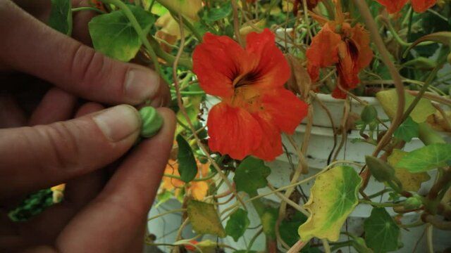 Close up shot of two hands plucking the unopened buds of an orange garden nasturtium (Tropaeolum Majus) planted in a white plastic bucket.