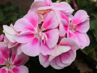 beautiful colorful flower closeup macro detail