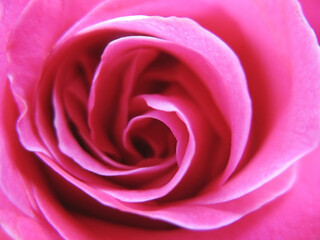 Fototapeta na wymiar Pink Rose Background