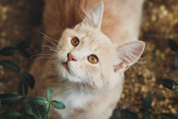 summer portrait of a cute ginger kitten with brown eyes under a tree trunk on the ground among...