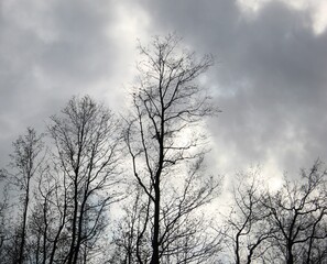 outdoor trees silhoutte beautiful view