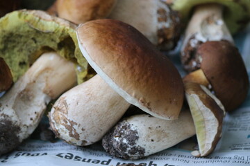 Récolte de cèpes dans les bois en automne 