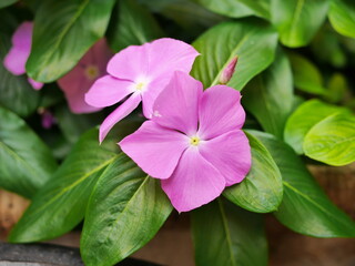 fleur rose clair