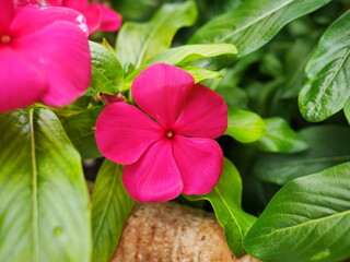 fleur rose fushia