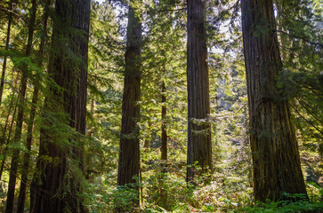 Redwood National Park
