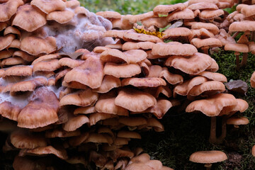 Bunch of autumnal Honey Fungus(Armillaria Mellea)