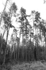 outdoor autumn trees silhouette natural beauty