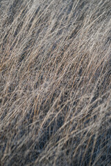 Texture of windswept wild grasses in meadow. A field of dried grass. Natural background pattern for wallpaper.