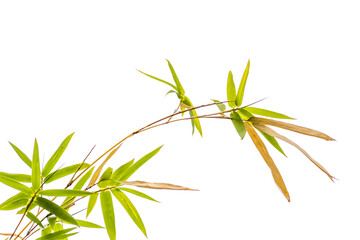 bamboo isolated on white