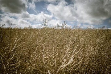 Wheat Crops Growing in Meadow