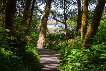 Fototapeta premium Redwood National Park