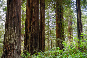 Redwood National Park