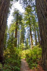 Fototapeta premium Redwood National Park