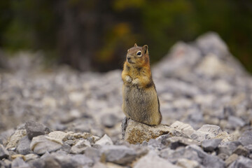 Cute small chipmunk in north America