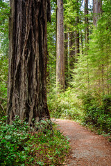 Redwood National Park