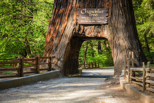 Chandelier Tree