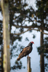 Fort Ross State Historic Park