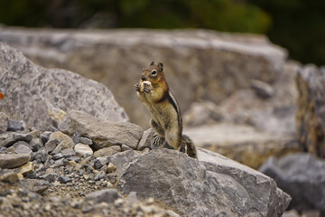 Cute small chipmunk in north America
