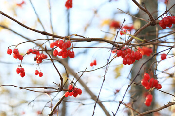 red fresh viburnum berries