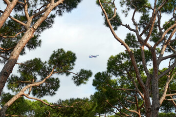 Pinien vor blauem Himmel mit Flugzeug