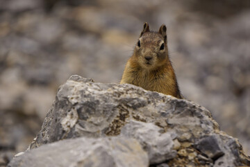 Cute small chipmunk in north America