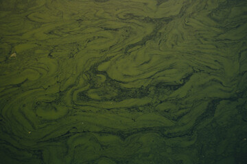 green stains on the water lake as wallpaper. High quality photo