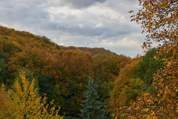 Herbst Wald mit herbstlichen gelb orangen Bäumen und bewölktem Himmel