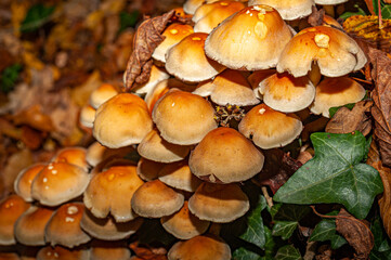 Mushrooms along the path