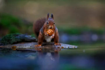 Tableau sur aluminium  Eurasian red squirrel (Sciurus vulgaris) searching for food in the autumn around a pool of water in the forest of Limburg, in the Netherlands  © henk bogaard