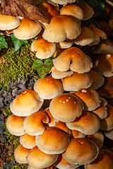 Mushroom cluster
