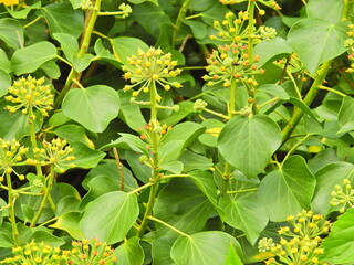 Azores Ivy (Hedera azorica)
