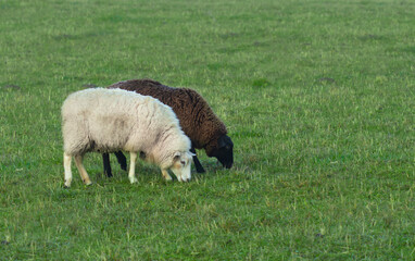 Ebony and ivory - a black and a white sheep eating grass side by side on a green summer meadow with copy space
