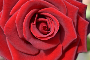 Beautiful red rose close-up in the garden.