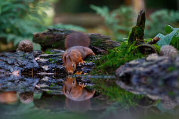 Eurasian red squirrel (Sciurus vulgaris) searching for food in the autumn around a pool of water in the forest of Limburg, in the Netherlands