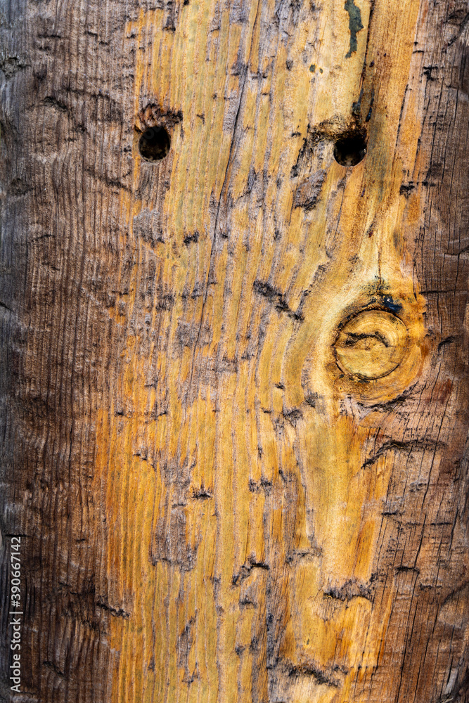 Wall mural vertical shot of a tree bark texture for backgrounds