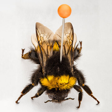 Esapodi , zoologia, ape, spillo , ENTOMOLOGICA, insetto, macro, collezione, isolata,