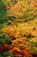 387-90 Autumn Foliage Patterns