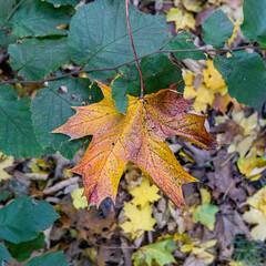 Ein orange braunes Ahornblatt liegt am Boden im Laub