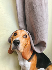 Cute beagle puppy with sad eyes sits and poses against a yellow wall with a headdress from the curtains