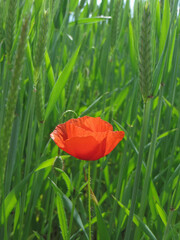 Red poppy flower (papaver rhoeas) in a green wheat field