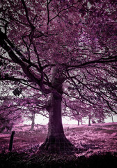 Obraz premium Abstract Purple Tree