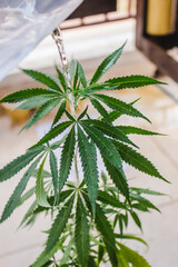 close up of hemp cannabis leaf being washing down with water