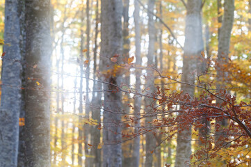 Obraz premium Beech forest (Fagus sylvatica) at Monte Amiata, Tuscany, Italy, in autumn.