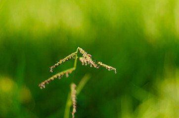 grasshopper on grass