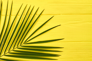 Plant with thin long leaves. Yellow wooden background.