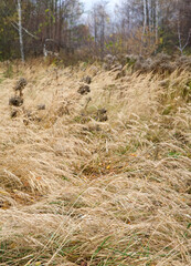 Meadow grasses in autumn forest